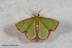 Synchlora cupedinaria