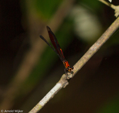 Chalcopteryx rutilans