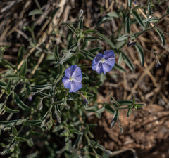 Evolvulus arizonicus