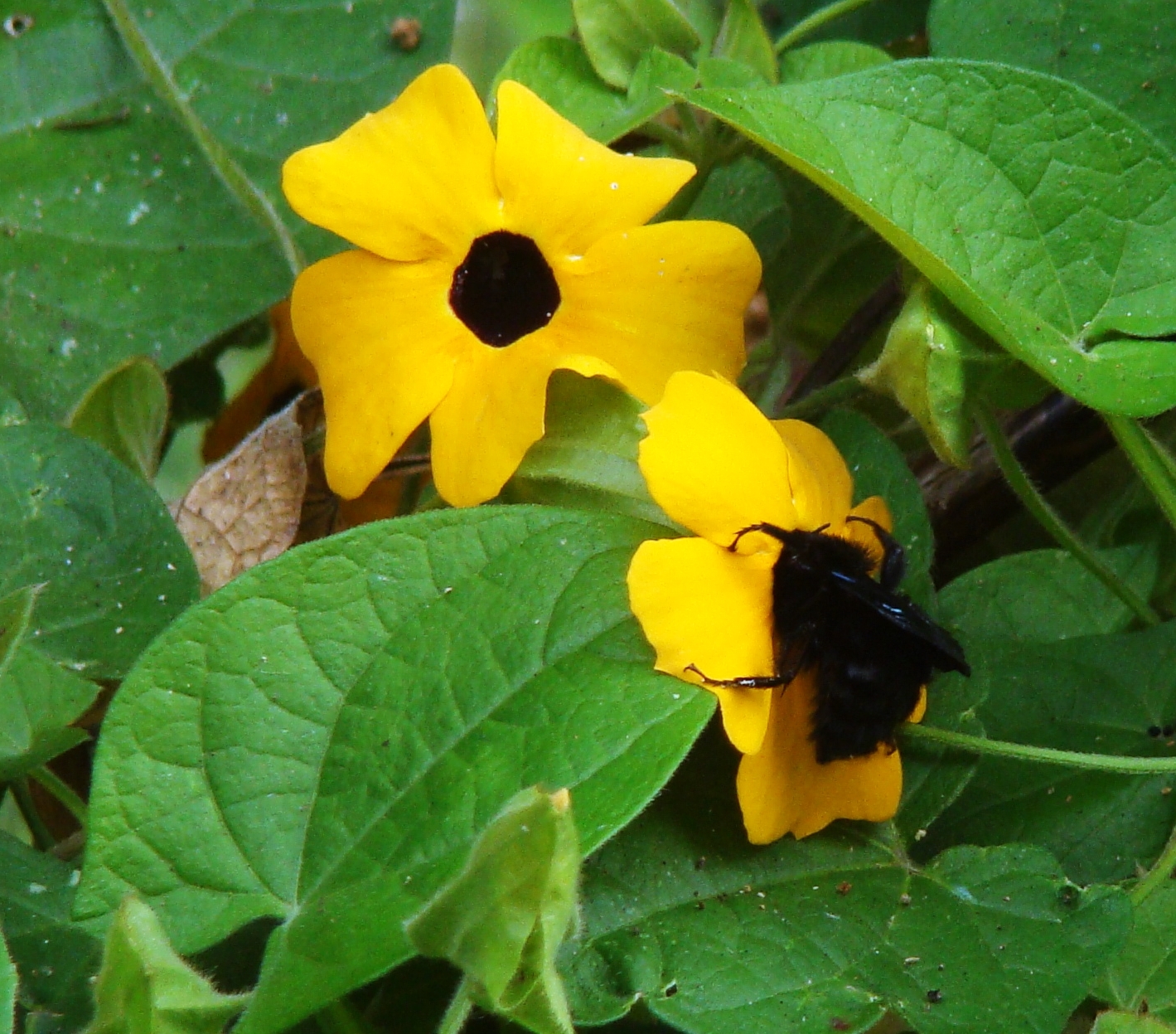 Thunbergia alata