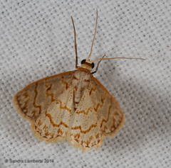 Idaea macouma