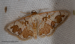 Idaea subfervens