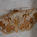 Idaea subfervens - Photo (c) A Lamberts, alguns direitos reservados (CC BY-NC), uploaded by A Lamberts