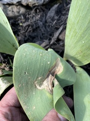 Botrytis tulipae