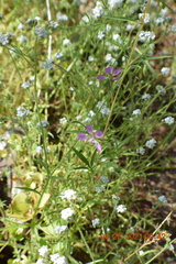 Clarkia delicata