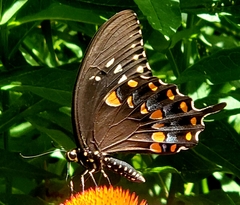 Papilio troilus