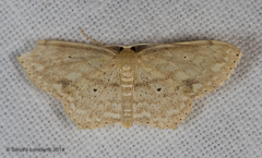 Scopula compensata