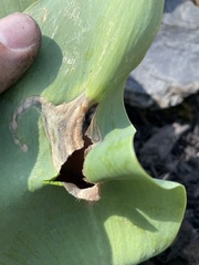 Botrytis tulipae