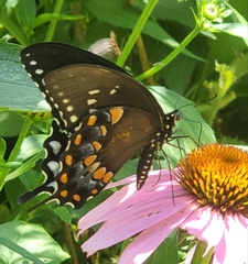 Papilio troilus