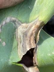 Botrytis tulipae