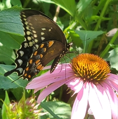 Papilio troilus