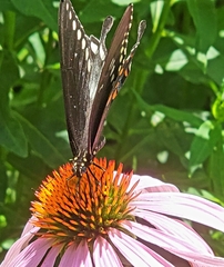 Papilio troilus