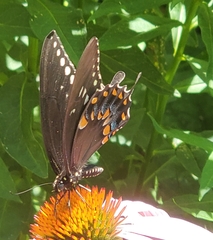 Papilio troilus