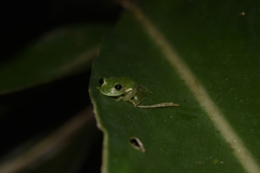 Cochranella granulosa