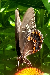 Papilio troilus