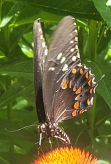Papilio troilus