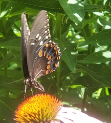 Papilio troilus