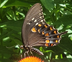 Papilio troilus