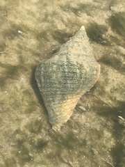 Stramonita canaliculata