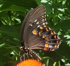 Papilio troilus