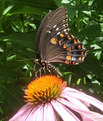 Papilio troilus