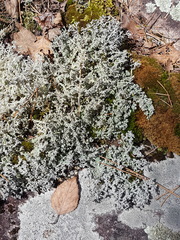 Stereocaulon paschale