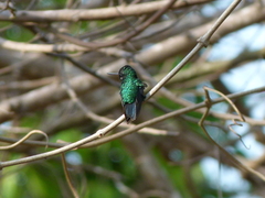 Chlorostilbon gibsoni