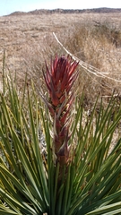 Hesperoyucca whipplei