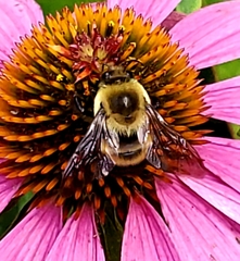 Bombus griseocollis