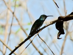 Chrysuronia coeruleogularis