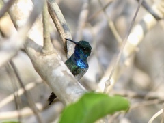 Chrysuronia coeruleogularis