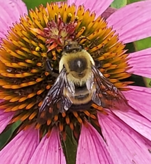 Bombus griseocollis