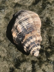Stramonita canaliculata