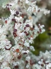 Stereocaulon paschale