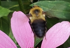 Bombus griseocollis