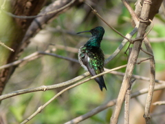 Chlorostilbon gibsoni