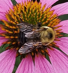 Bombus griseocollis