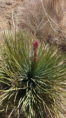 Hesperoyucca whipplei