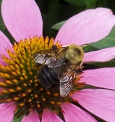 Bombus griseocollis