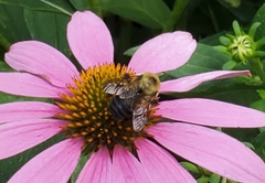 Bombus griseocollis