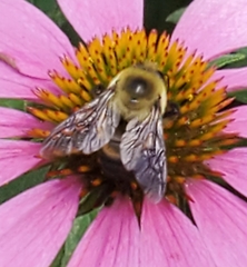 Bombus griseocollis