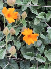 Thunbergia gregorii