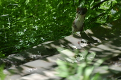 Mustela