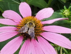 Bombus griseocollis