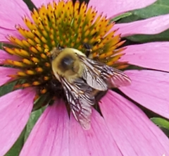 Bombus griseocollis