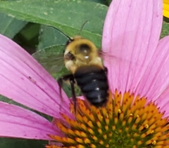 Bombus griseocollis