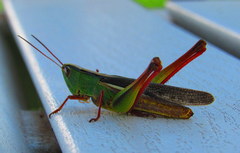 Staurorhectus longicornis