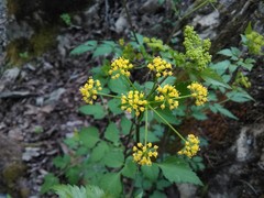 Thaspium barbinode