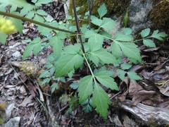 Thaspium barbinode