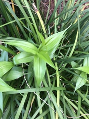 Gloriosa superba